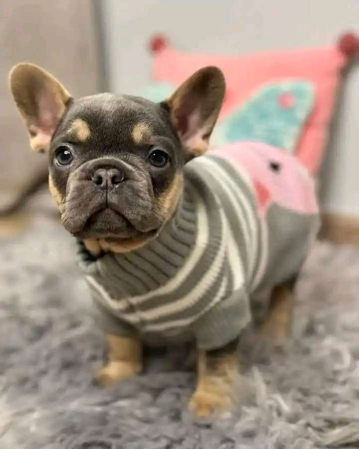 French bulldog temperament