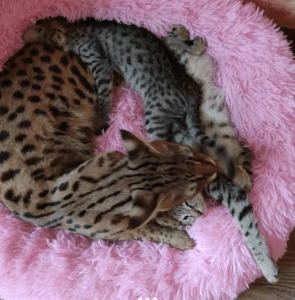 F2 Savannah kittens