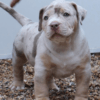 American XxL bully for sale online