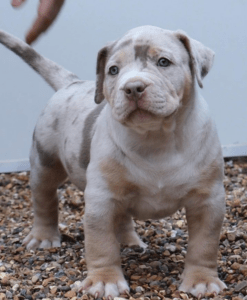 American XxL bully for sale online