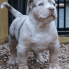 American XXL bully for sale online