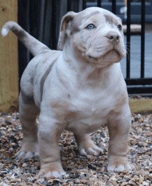 American XXL bully for sale online