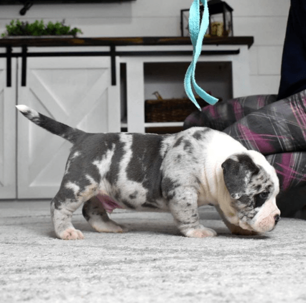 American xl bulldog for sale