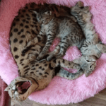 xlbulls. Savannah Kittens
