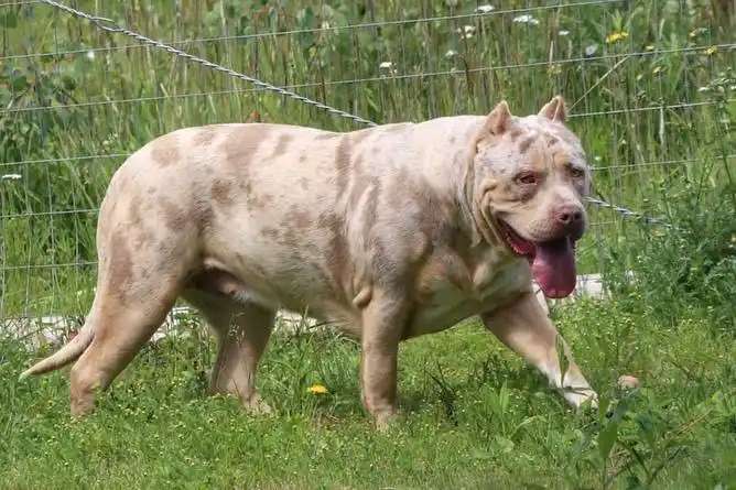 xlbulls | Reservation of american bully