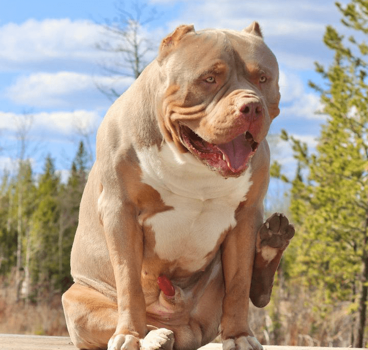 xlbulls . american bully xl for sale